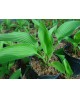 Hosta 'Abba Dabba Do' - Funkia