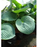 Hosta 'Love Pat' - Funkia