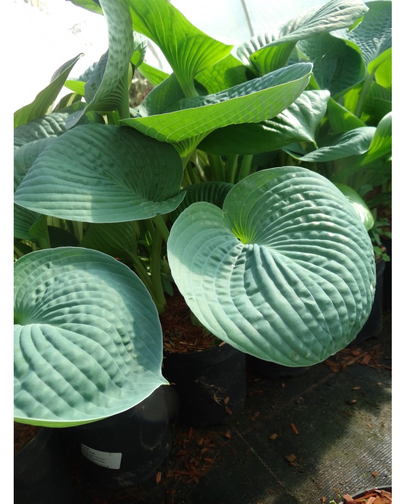Hosta 'Love Pat' - Funkia
