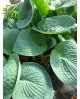 Hosta 'Love Pat' - Funkia