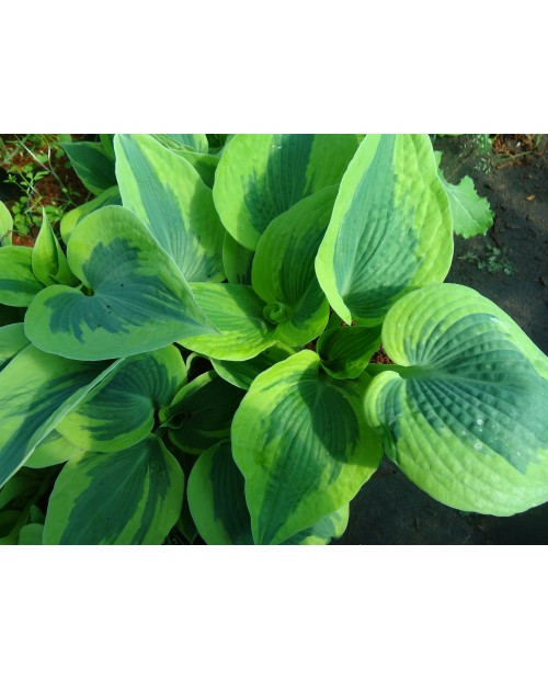 Hosta 'Tootie Mae' - Funkia