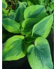 Hosta 'Tootie Mae' - Funkia