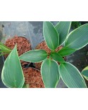 Hosta 'Silver Shadow' - Funkia