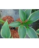 Hosta 'Silver Shadow' - Funkia
