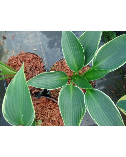 Hosta 'Silver Shadow' - Funkia