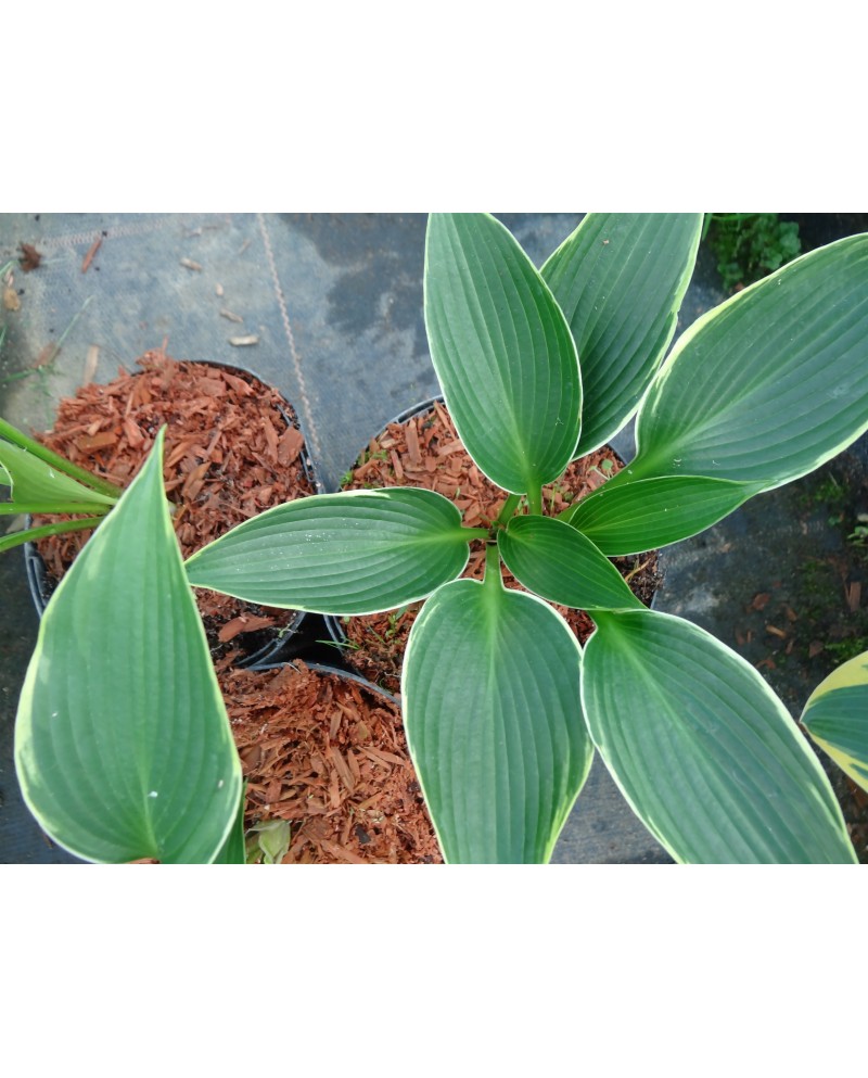 Hosta 'Silver Shadow' - Funkia