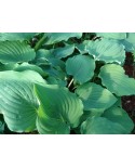 Hosta 'Sky Dancer' - Funkia