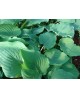 Hosta 'Sky Dancer' - Funkia
