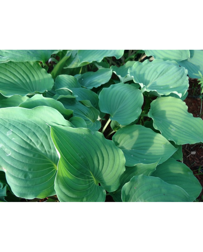 Hosta 'Sky Dancer' - Funkia