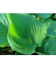 Hosta 'Sky Dancer' - Funkia