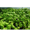 Hosta 'St. Elmo's Fire' - Funkia