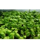 Hosta 'St. Elmo's Fire' - Funkia