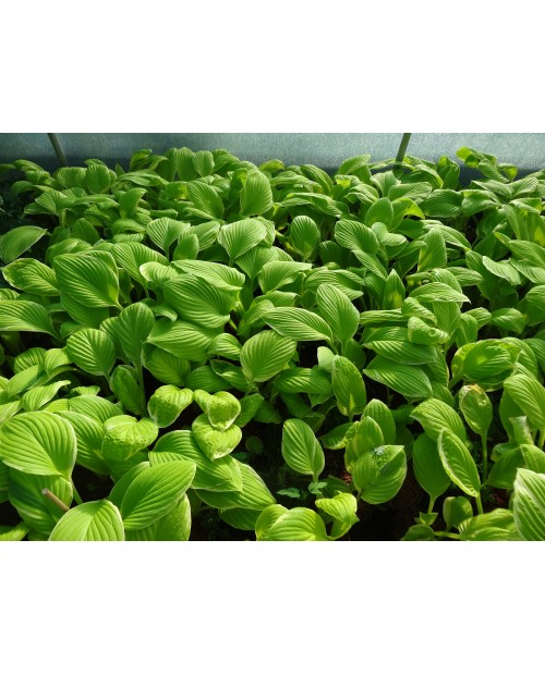 Hosta 'St. Elmo's Fire' - Funkia