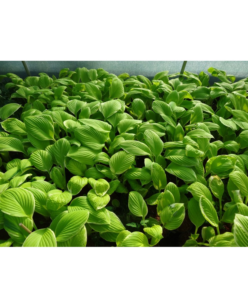 Hosta 'St. Elmo's Fire' - Funkia