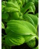 Hosta 'St. Elmo's Fire' - Funkia