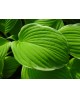 Hosta 'St. Elmo's Fire' - Funkia