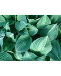 Hosta 'Striptease' - Funkia
