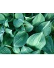 Hosta 'Striptease' - Funkia