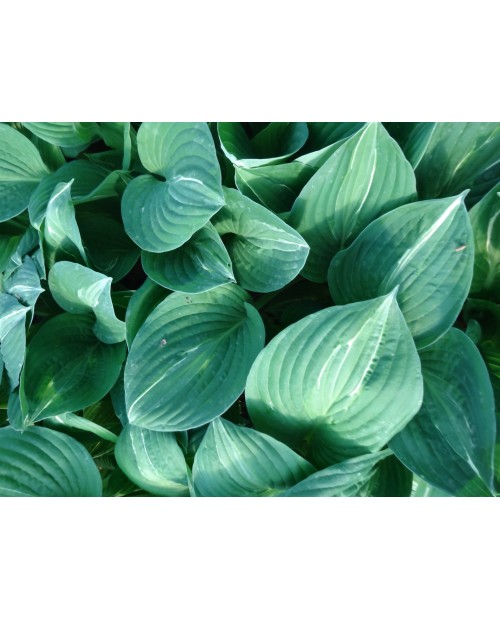 Hosta 'Striptease' - Funkia