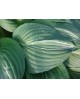 Hosta 'Striptease' - Funkia
