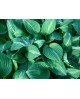 Hosta 'Striptease' - Funkia