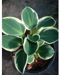 Hosta 'Funny Mouse' - Funkia