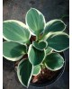 Hosta 'Funny Mouse' - Funkia