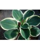 Hosta 'Funny Mouse' - Funkia
