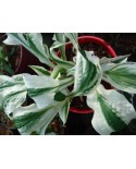 Hosta 'Hi Ho Silver' - Funkia
