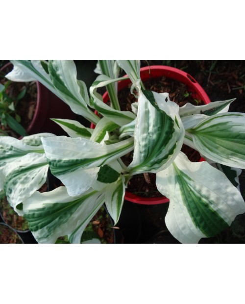 Hosta 'Hi Ho Silver' - Funkia