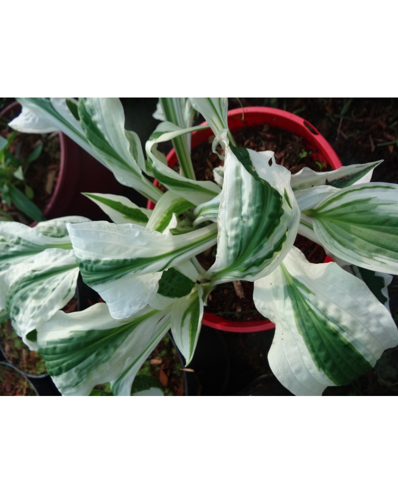 Hosta 'Hi Ho Silver' - Funkia
