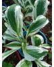 Hosta 'Hi Ho Silver' - Funkia