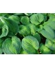 Hosta 'Brother Stefan' - Funkia