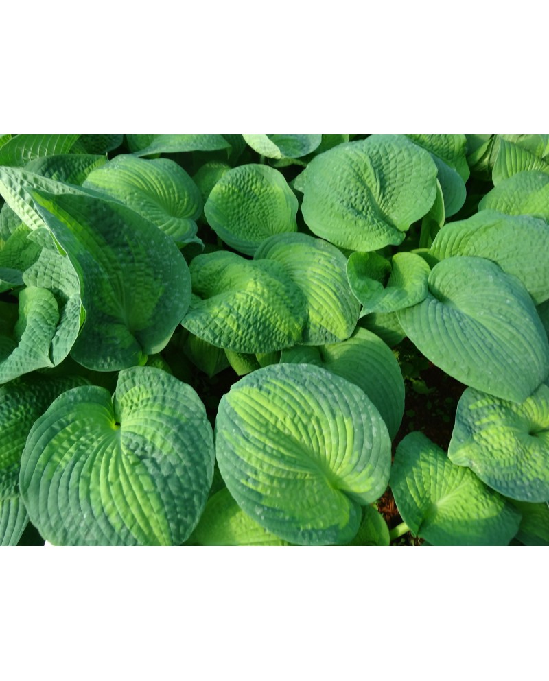 Hosta 'Brother Stefan' - Funkia