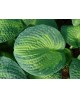 Hosta 'Brother Stefan' - Funkia