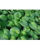 Hosta 'Brother Stefan' - Funkia