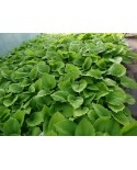 Hosta 'Coast to coast' - Funkia