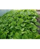 Hosta 'Coast to coast' - Funkia