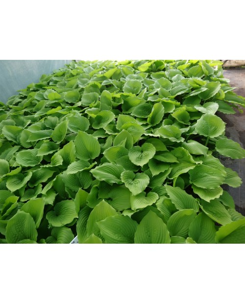 Hosta 'Coast to coast' - Funkia