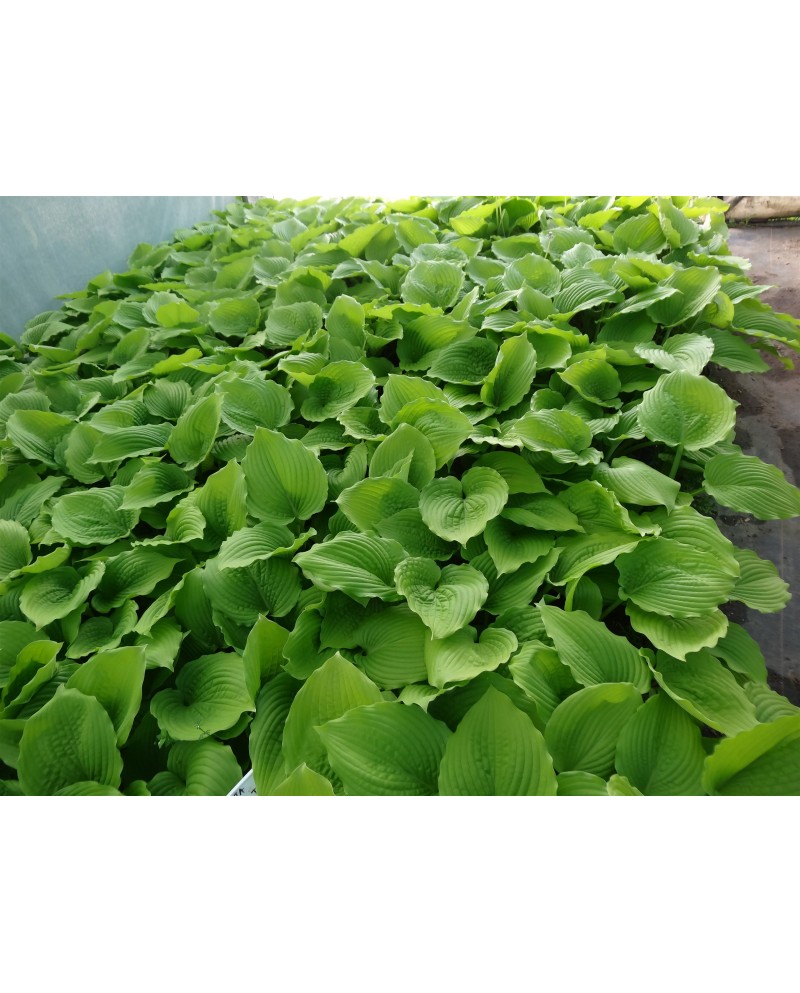 Hosta 'Coast to coast' - Funkia