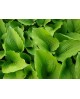 Hosta 'Coast to coast' - Funkia