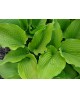 Hosta 'Coast to coast' - Funkia
