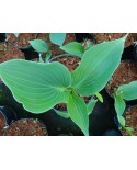 Hosta 'Flemish Sky' - Funkia