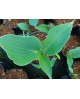 Hosta 'Flemish Sky' - Funkia