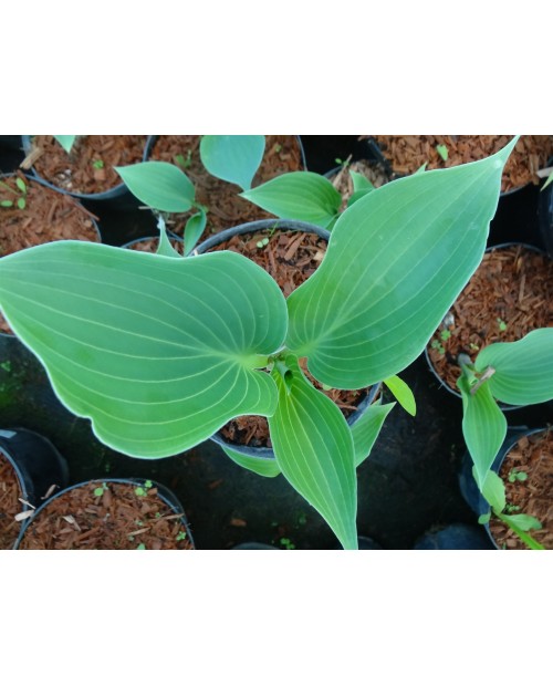 Hosta 'Flemish Sky' - Funkia