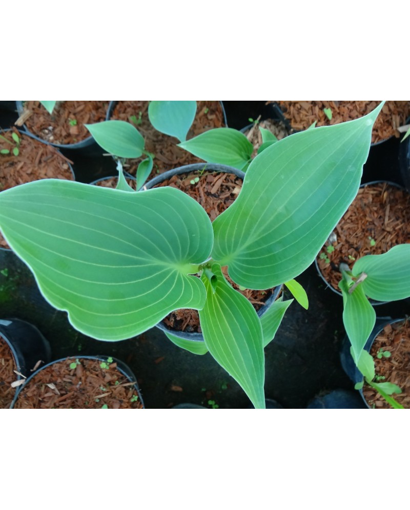 Hosta 'Flemish Sky' - Funkia