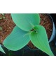 Hosta 'Flemish Sky' - Funkia