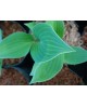 Hosta 'Flemish Sky' - Funkia