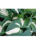 Hosta 'Vulcan - Funkia