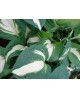Hosta 'Vulcan - Funkia